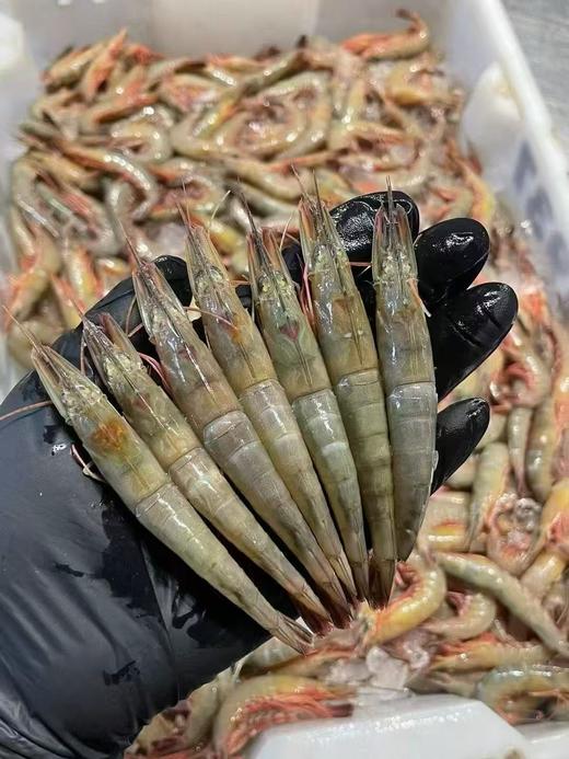 舟山野生青壳滑皮虾（1斤） 商品图0