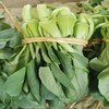 安福上海青500g 商品缩略图0