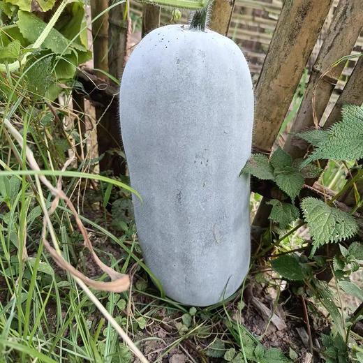 安福冬瓜500g 商品图0