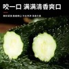 安福黄瓜500g 商品缩略图3