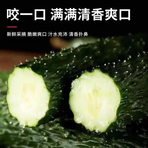 安福黄瓜500g 商品图3
