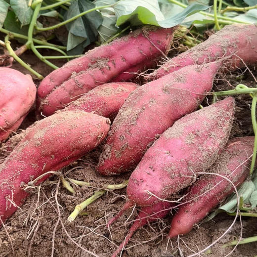 安福板栗红薯500g 商品图0