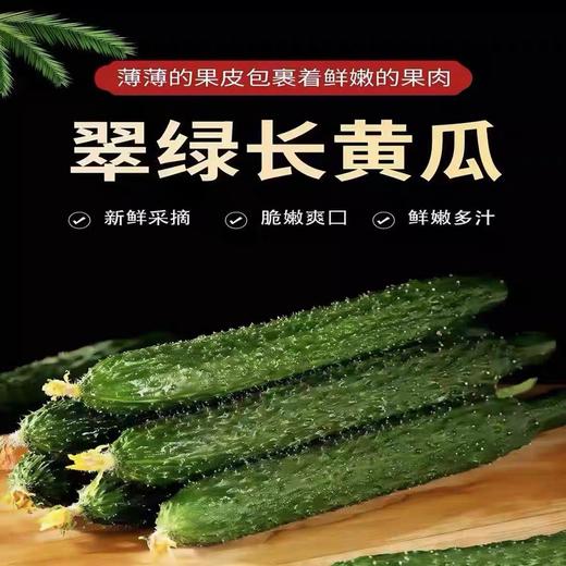安福黄瓜500g 商品图4