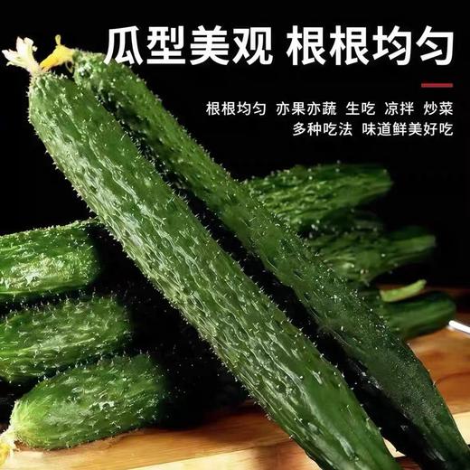 安福黄瓜500g 商品图1