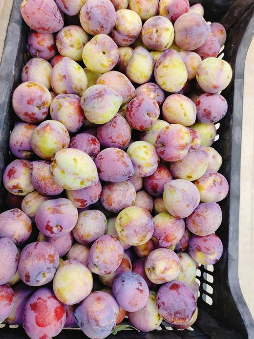 小园桃李子2斤 商品图0