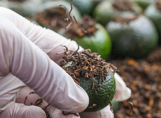 新会小青柑 商品图6