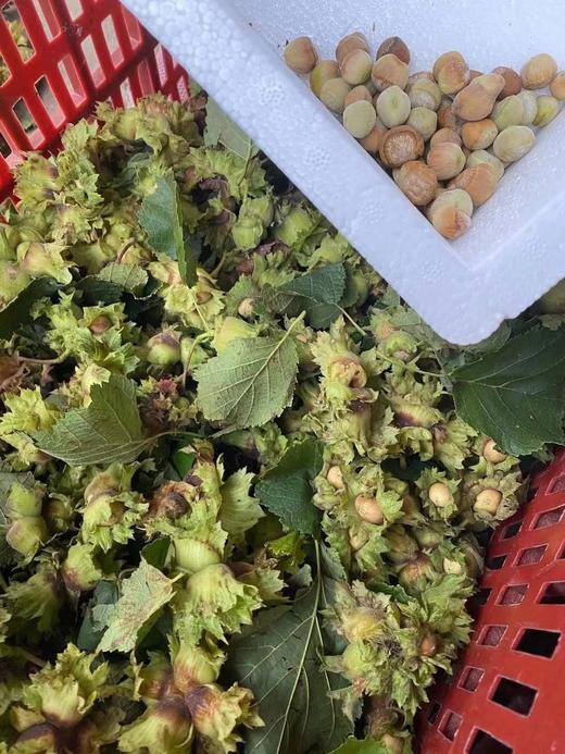 预售带叶鲜榛子3斤 商品图1