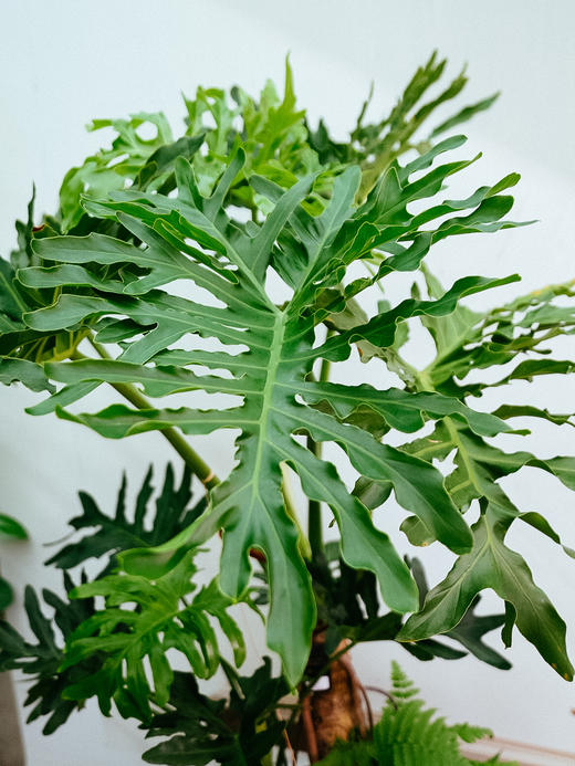 龙鳞春羽 商品图2