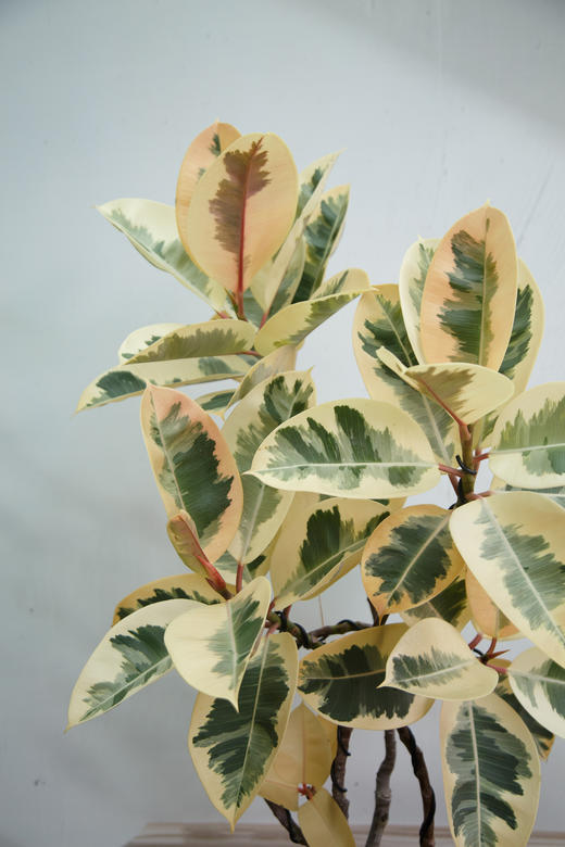 造型花金刚 商品图1