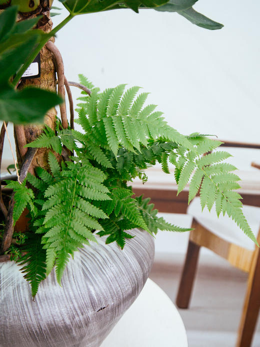 龙鳞春羽 商品图1