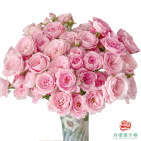 外购多头玫瑰-红仙子 10枝一扎