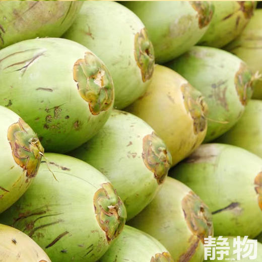 天然纯椰子水310ml｜泰国 商品图2