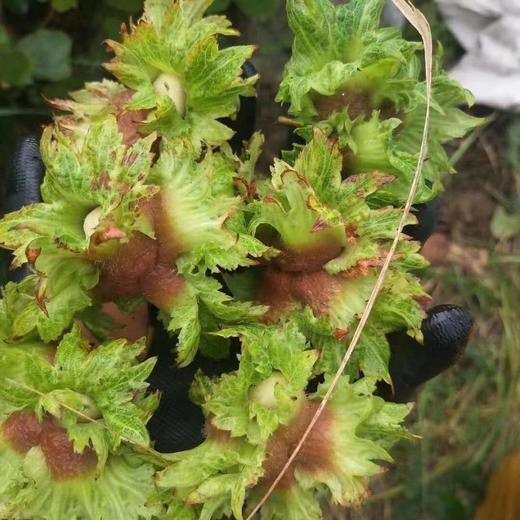 预售带叶鲜榛子3斤 商品图2