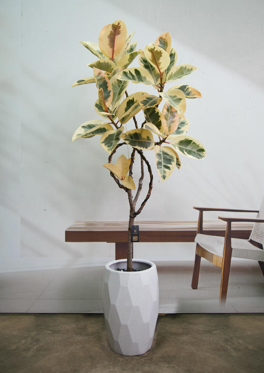 造型花金刚 商品图0