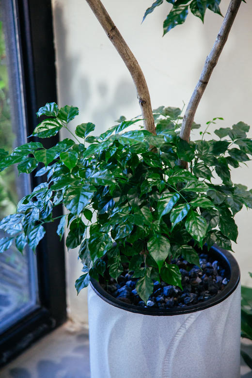 造型绿宝 商品图2