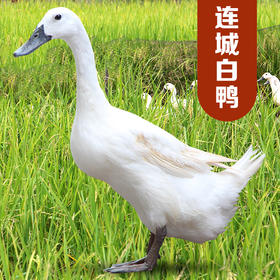 [地标好物] 连城白鸭煲汤鲜美稻田鸭生态白鹜鸭（日龄300天）
