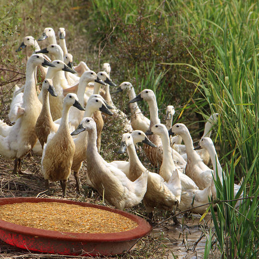 [地标好物] 连城白鸭煲汤鲜美稻田鸭生态白鹜鸭（日龄300天） 商品图3