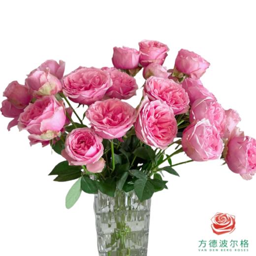 外购多头玫瑰-草莓变色龙 10枝一扎 商品图0