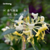 忍冬 单方精油 商品缩略图1