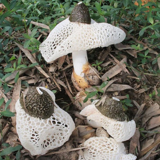 百丈泉竹荪100克/包 商品图2