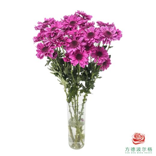 VDB多头小菊-紫红帽 5枝一扎 商品图2