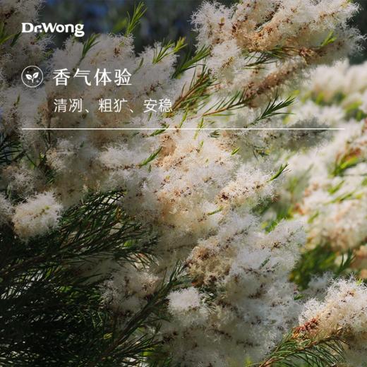 茶树 单方精油  商品图1