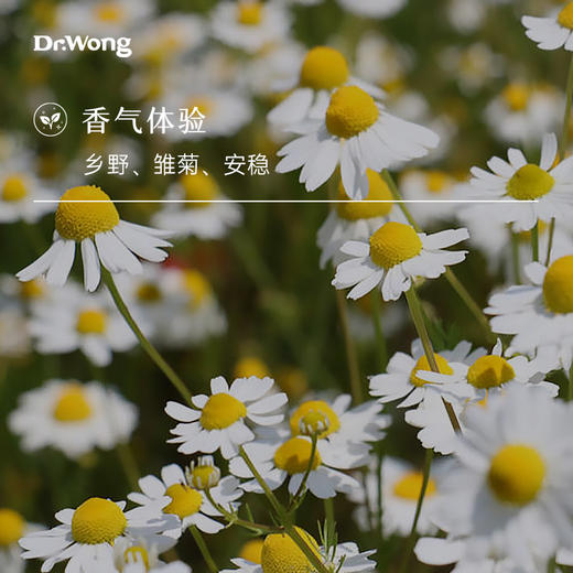 德国洋甘菊 单方精油 商品图1