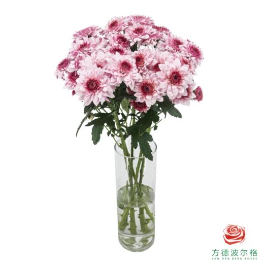 VDB多头小菊-皮普樱花粉 5枝一扎 商品图2