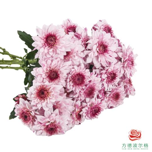VDB多头小菊-皮普樱花粉 5枝一扎 商品图1