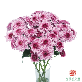 VDB多头小菊-皮普粉斑纹 5枝一扎