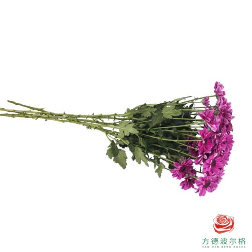 VDB多头小菊-紫红帽 5枝一扎 商品图3