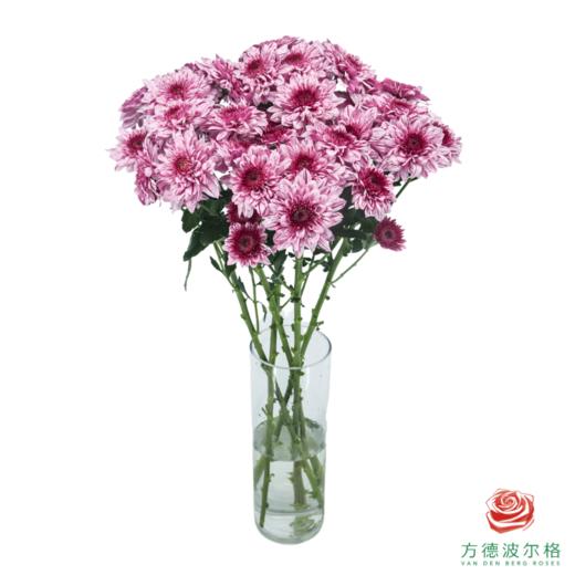 VDB多头小菊-皮普粉斑纹 5枝一扎 商品图2
