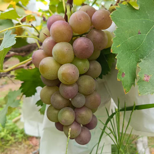 【“葡”写浪漫】新鲜水果 郧阳区万家坪葡萄 巨玫瑰/BK/老巨峰/枫香月混合组合装 1筐（带筐5斤以上）十堰主城区包邮 商品图4