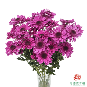 VDB多头小菊-紫红帽 5枝一扎
