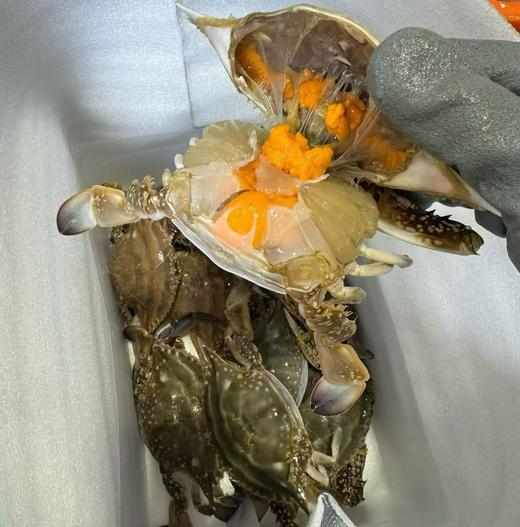 舟山红膏梭子蟹（3斤） 商品图0