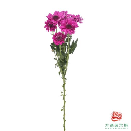 VDB多头小菊-紫红帽 5枝一扎 商品图4