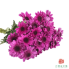VDB多头小菊-紫红帽 5枝一扎 商品缩略图1