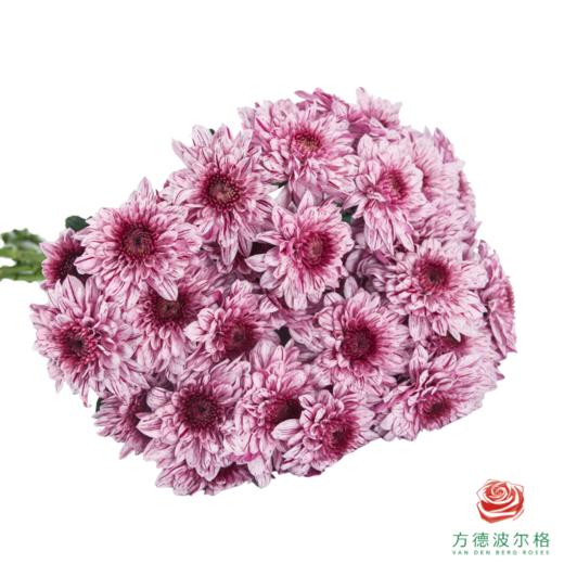 VDB多头小菊-皮普粉斑纹 5枝一扎 商品图1