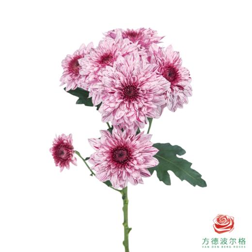 VDB多头小菊-皮普粉斑纹 5枝一扎 商品图5