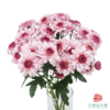 VDB多头小菊-皮普樱花粉 5枝一扎 商品缩略图0