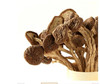 百丈泉茶树菇200克/罐 商品缩略图3