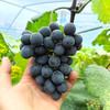 【“葡”写浪漫】新鲜水果 郧阳区万家坪葡萄 巨玫瑰/BK/老巨峰/枫香月混合组合装 1筐（带筐5斤以上）十堰主城区包邮 商品缩略图7