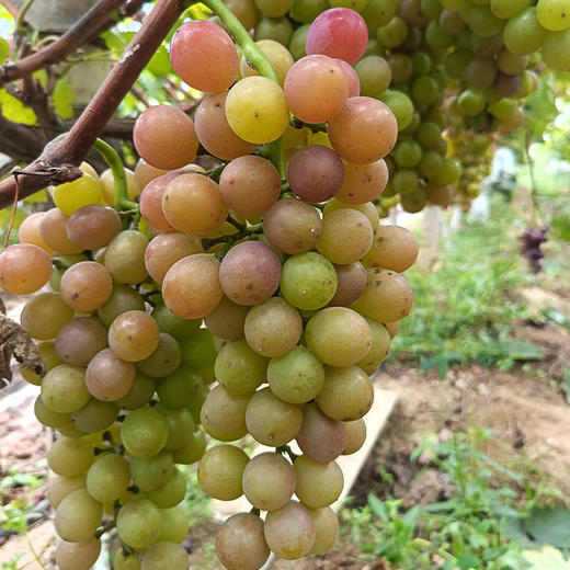 【“葡”写浪漫】新鲜水果 郧阳区万家坪葡萄 巨玫瑰/BK/老巨峰/枫香月混合组合装 1筐（带筐5斤以上）十堰主城区包邮 商品图5