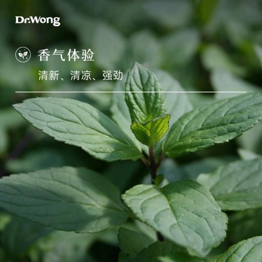 欧薄荷 单方精油 商品图1