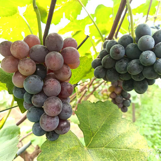 【“葡”写浪漫】新鲜水果 郧阳区万家坪葡萄 巨玫瑰/BK/老巨峰/枫香月混合组合装 1筐（带筐5斤以上）十堰主城区包邮 商品图6