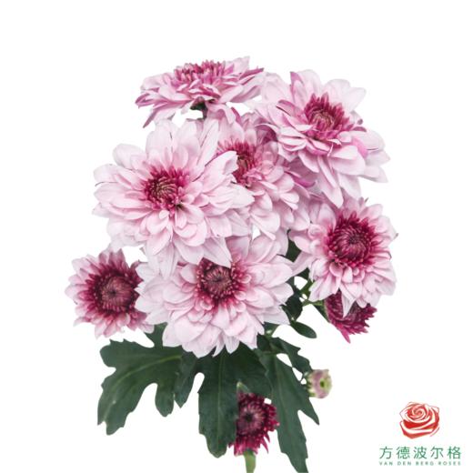 VDB多头小菊-皮普樱花粉 5枝一扎 商品图5