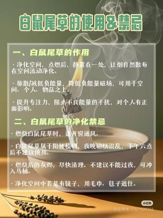 可遇不可求的好货 自然疗愈之白鼠尾草 商品图10