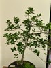 海岛栀子花 商品缩略图2