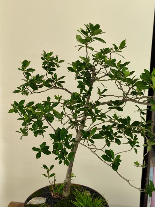 海岛栀子花 商品图2