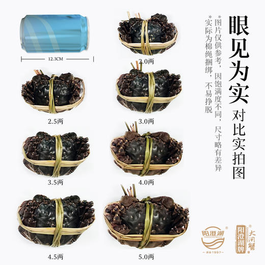 阳澄湖牌大闸蟹538型 公蟹3.0；母蟹2.0三对装 #真情永伴 商品图2